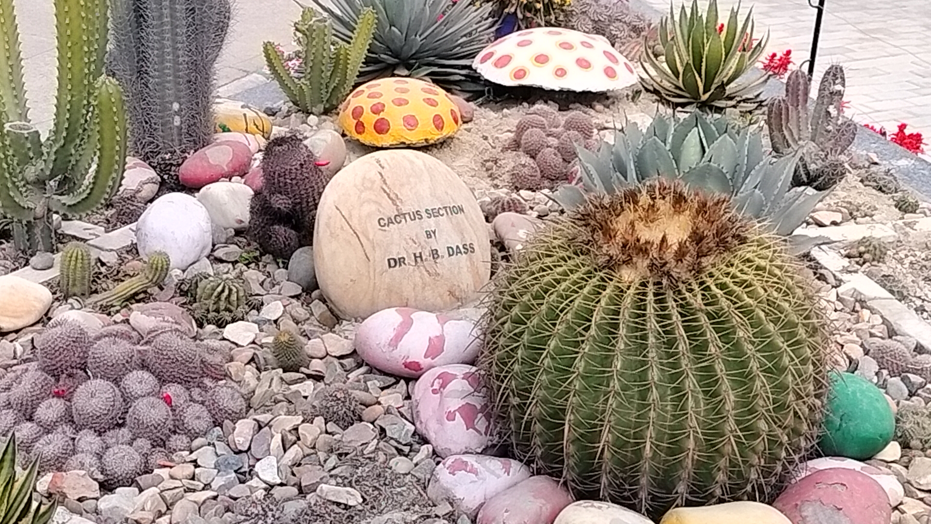 Cactus Lover, Cactus Lover Doctor Harbhajan Das, Ludhiana