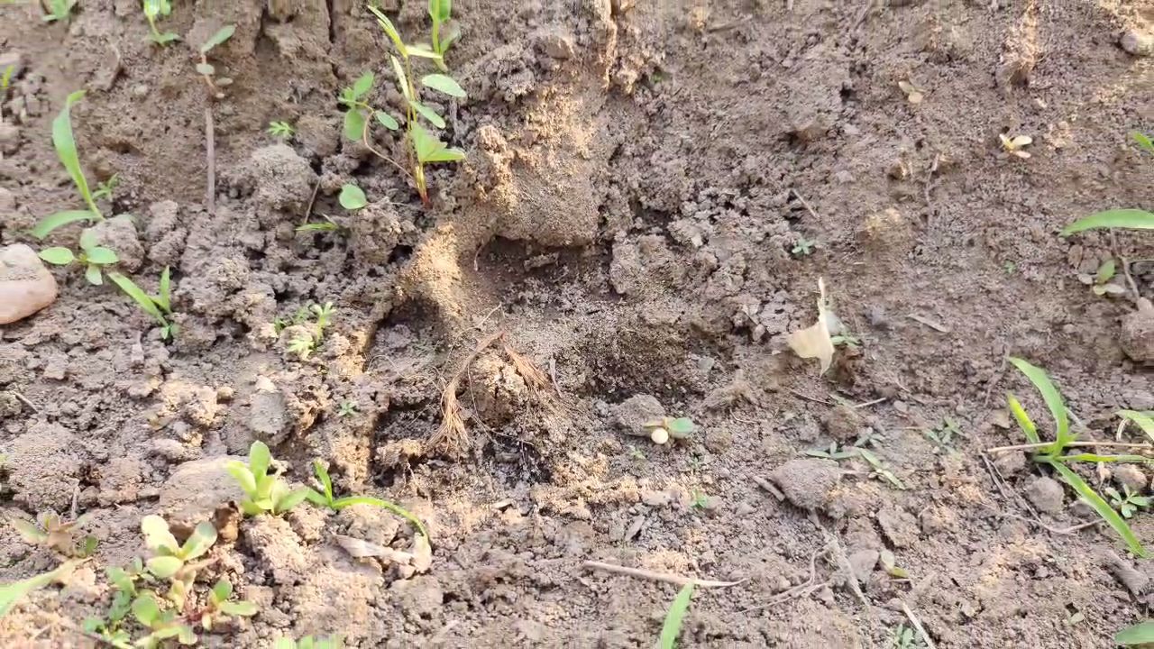 Tiger foot prints