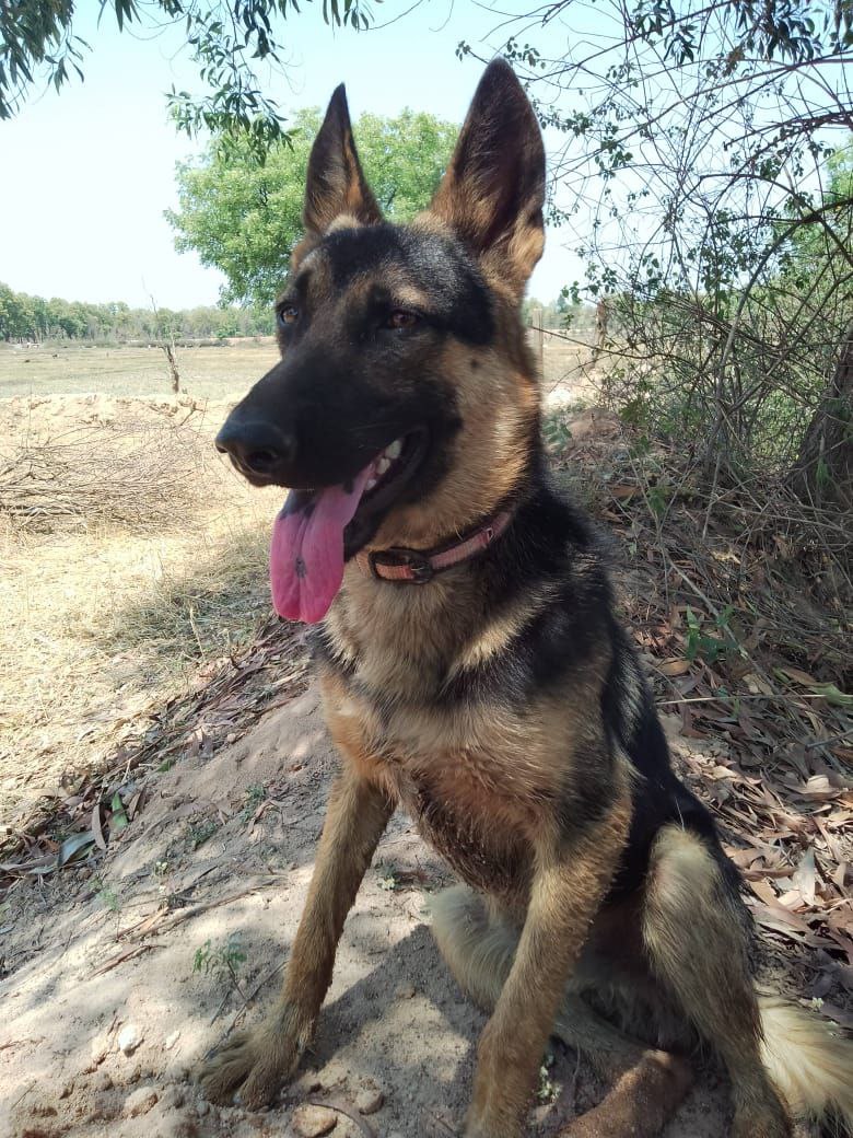 German Shepherd fight with a tiger to save its owner, dog died