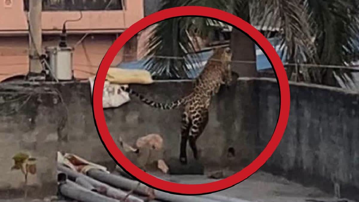 Leopard Strays into Village in North Delhi, 10-12 People Injured