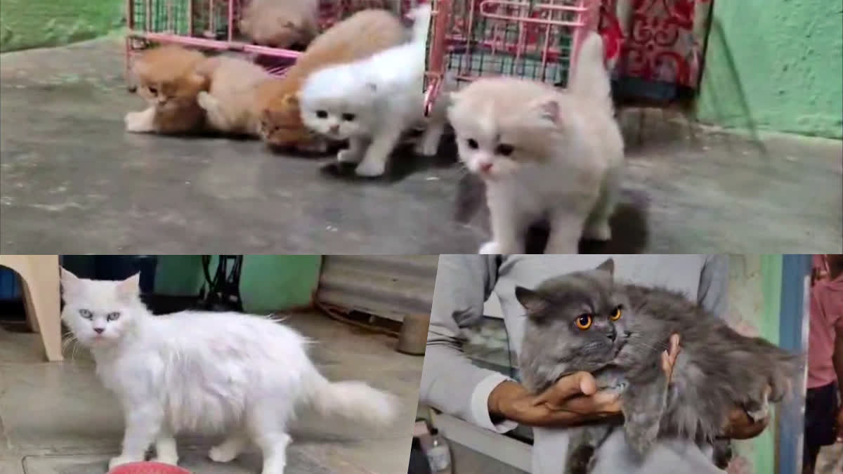 Demand on Persian Cats Breed