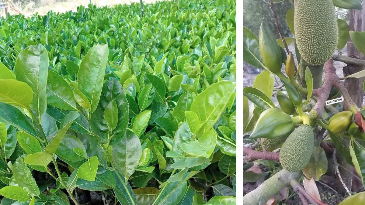 jackfruit farming in chhattisgarh