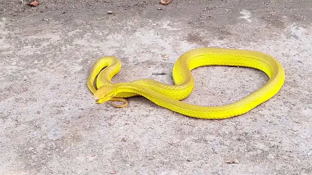 Salazar Pit Viper Snake in Corbett National Park