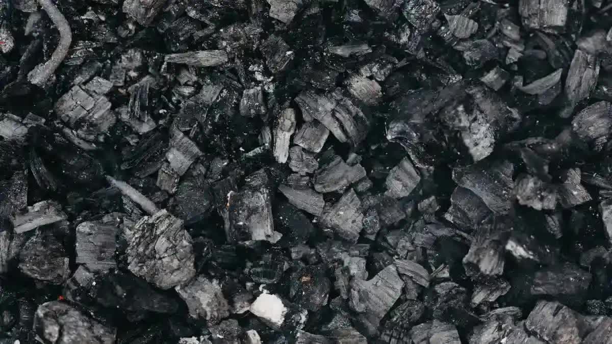 CCL coal production in 2023-24