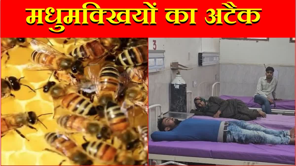 Charkhi Dadri Honey Bees Attacked Students and Staff Admitted to Hospital