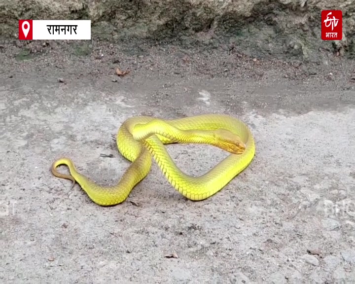 Salazar Pit Viper Snake