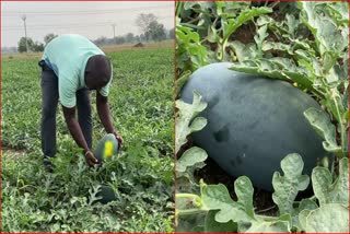 Watermelon Farming