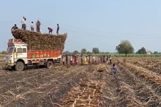 દક્ષિણ ગુજરાતના ખેડૂતો માટે મહત્વનો દિવસ, બપોર બાદ જાહેર થશે શેરડીના ભાવ