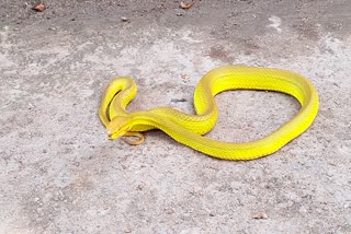 Rare Salazar Pit Viper Snake