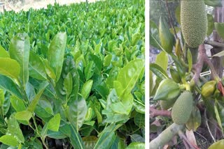 jackfruit farming in chhattisgarh