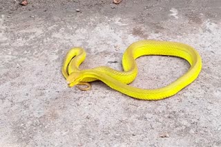 Salazar Pit Viper Snake in Corbett National Park