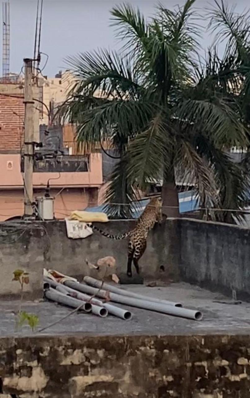 ಗ್ರಾಮಕ್ಕೆ ನುಗ್ಗಿ ಆತಂಕ ಸೃಷ್ಟಿಸಿದ ಚಿರತೆ