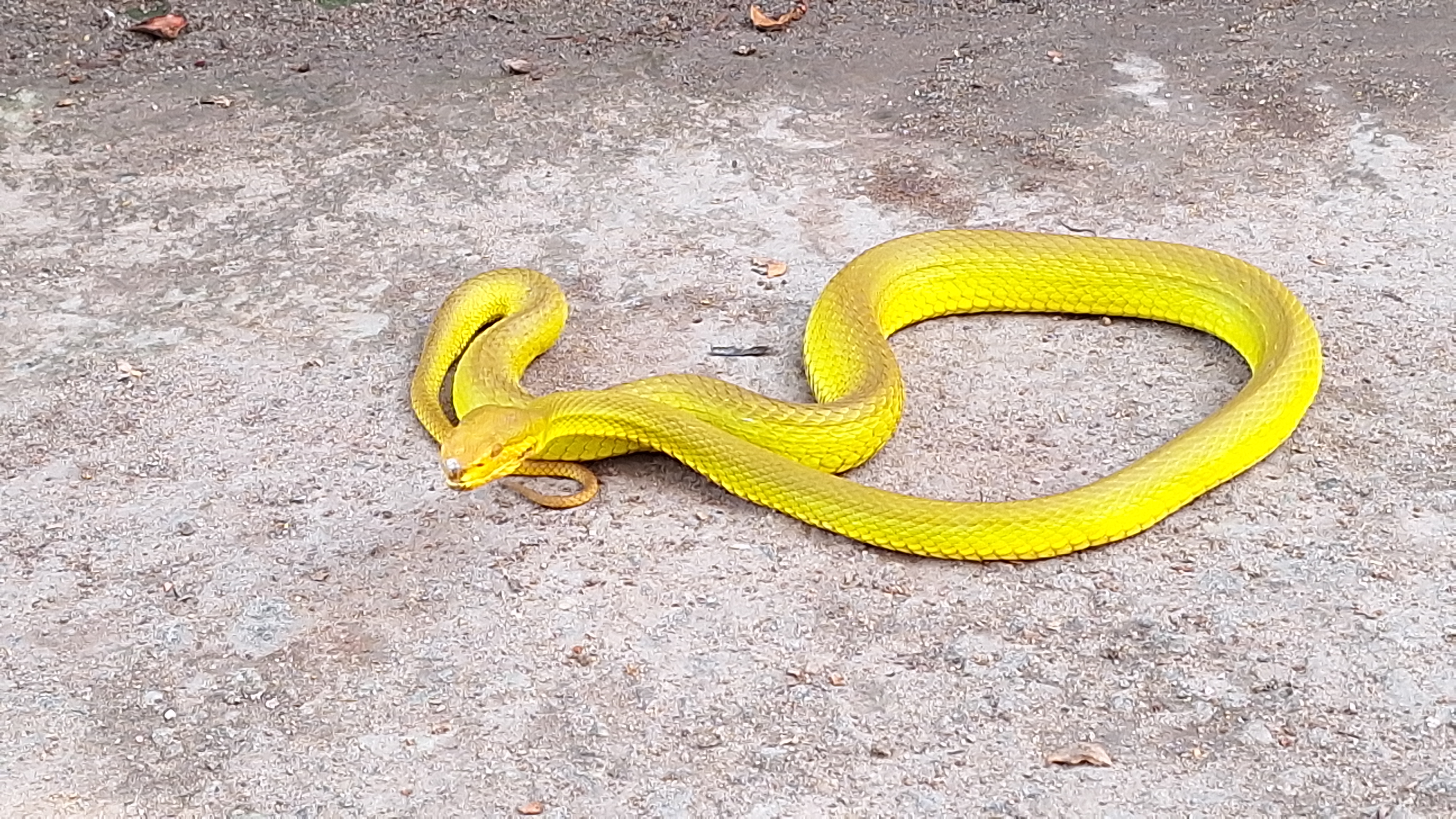 Rare Salazar Pit Viper Snake Found in Corbett National Park