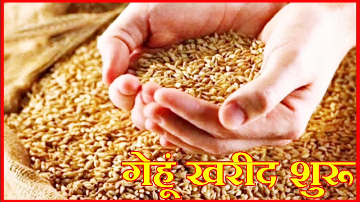 Wheat purchase in Haryana