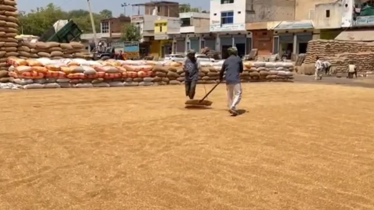 Workers drying wheat in Nuh Mandi