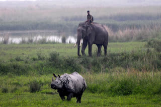 A forest guard rides an elephant to follow a one-horned Rhinoceros, at Pobitora Wildlife Sanctuary in Morigaon on Thursday.