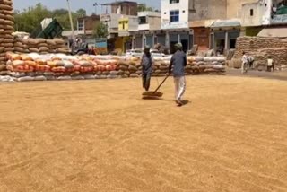 Workers drying wheat in Nuh Mandi