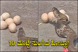 COBRA SWALLOWED 10 EGGS