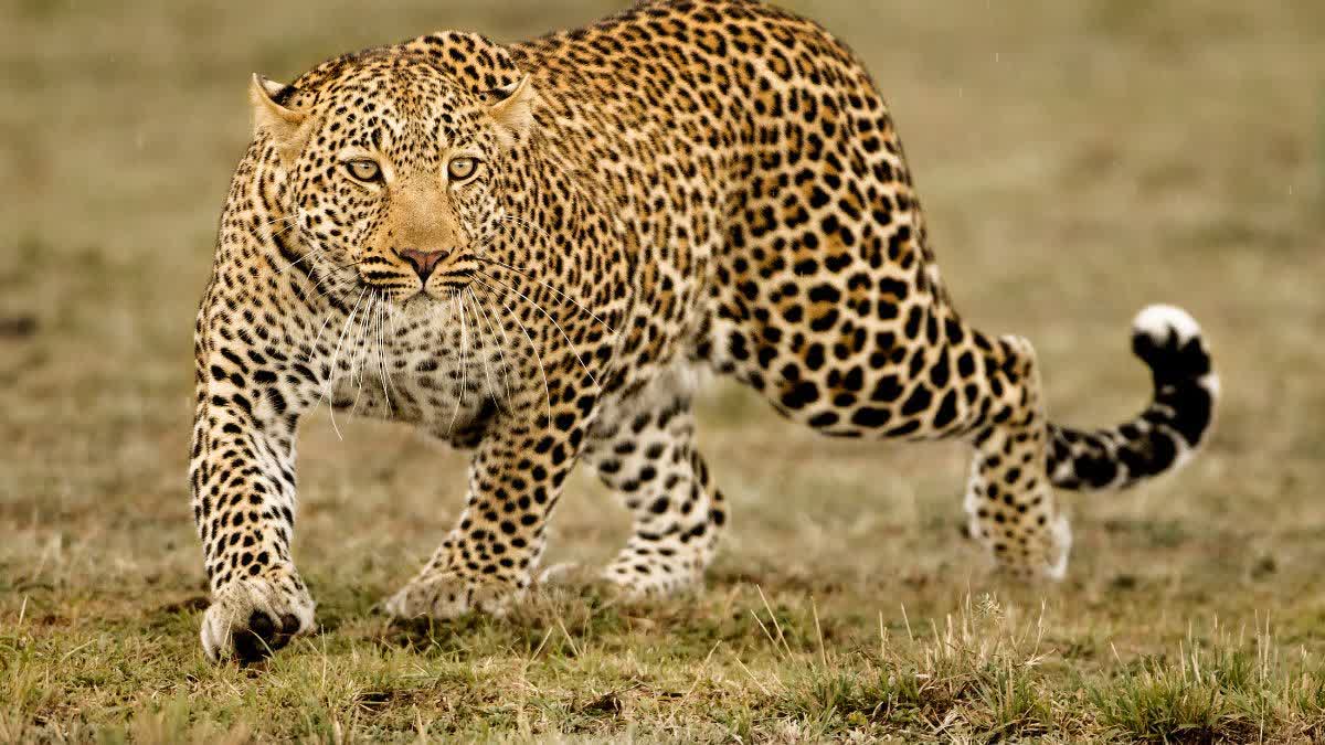 LEOPARD HUNTED A CALF IN CHHINDWARA