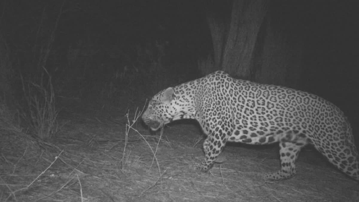 Cheetah Jumped Hyderabad Airport Fencing