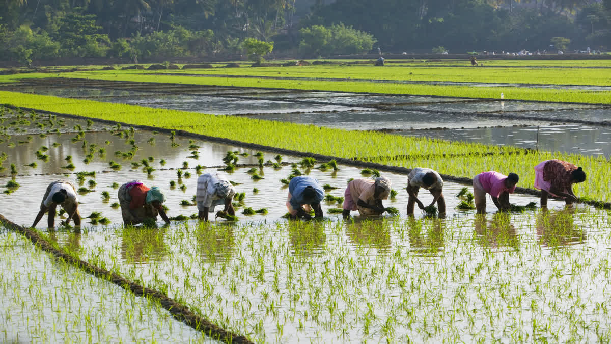 PADDY FARMING INCREASE WATER CRISIS