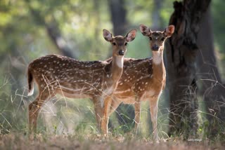 DOGS KILLED CHITAL IN SHAHDOL