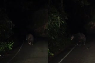 BEAR FOUND IN ATHIRAPPILLY  കരടി  അതിരപ്പിള്ളിയിൽ കരടി ഇറങ്ങി  BEAR FOUND PULIYILAPPARA