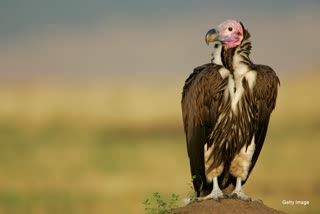 HIGHEST NUMBER OF VULTURES IN MP