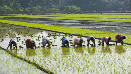 PADDY FARMING INCREASE WATER CRISIS