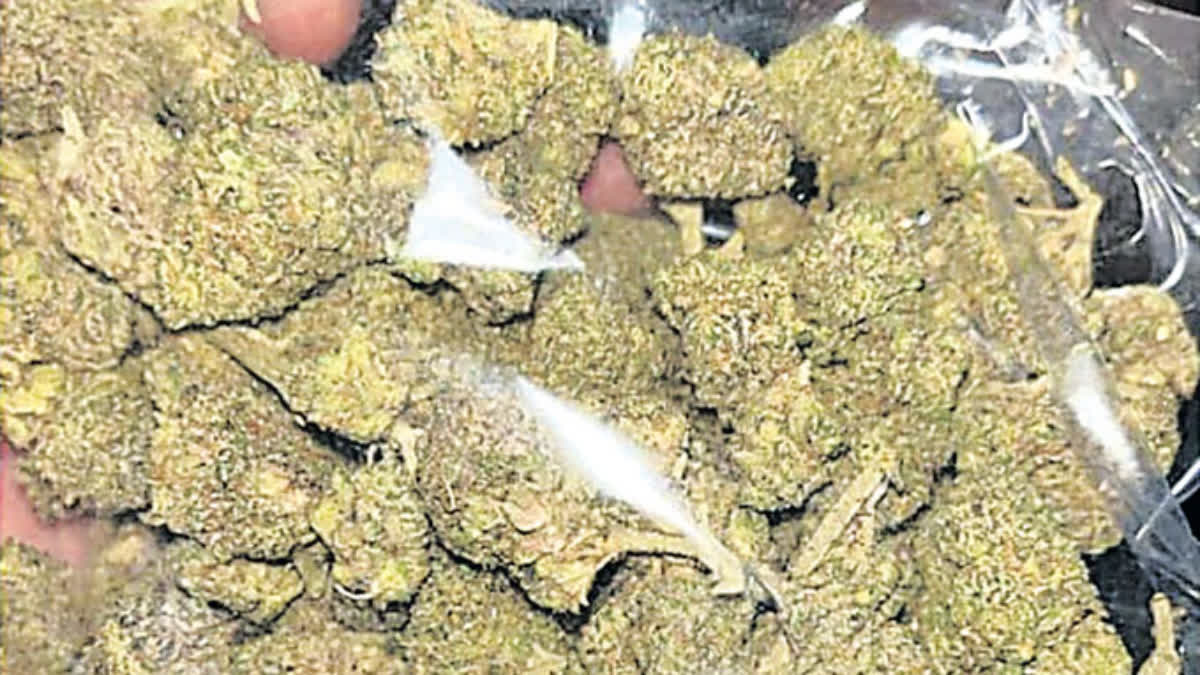 4000 RS PER GRAM OF GANJA  HYBRID CANNABIS  ഹൈദരാബാദ് തെലങ്കാന  എക്സൈസ് സ്‌റ്റേറ്റ് ടാസ്‌ക് ഫോഴ്‌സ്