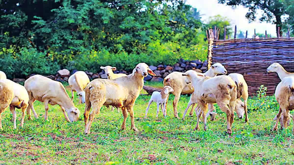 sheep_distribution_scam_in_telangana