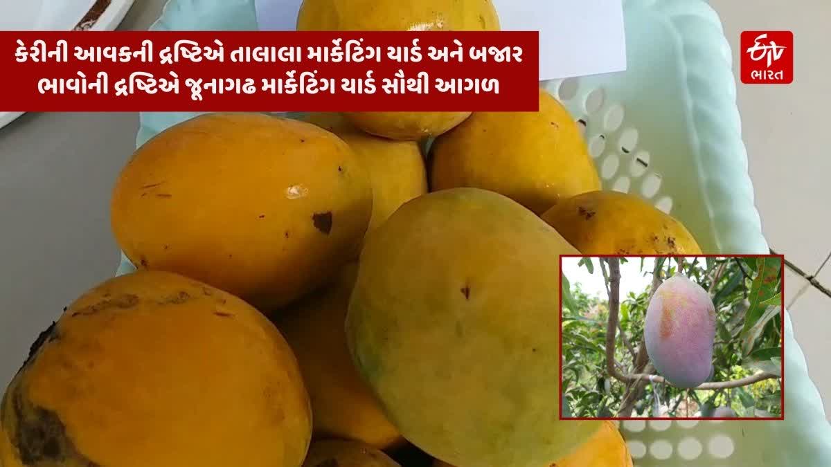 15 દિવસ સુધી કેરીની સિઝન હજુ ચાલે તેવી શક્યતાઓ