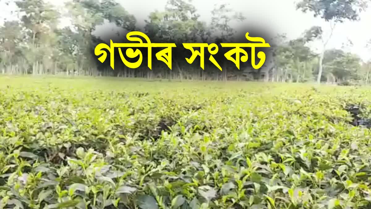 BOUGHT LEAF FACTORIES IN ASSAM