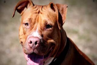 pitbull dog attacked young man in meerut