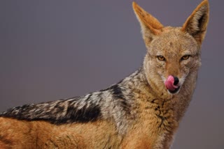 Jackal attacked children in gwalior