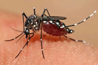 दिल्ली में डेंगू की रोकथाम के लिए निगम ने अभियान किया तेज