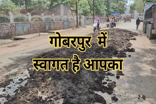 scattering of cow dung in Dhamtari