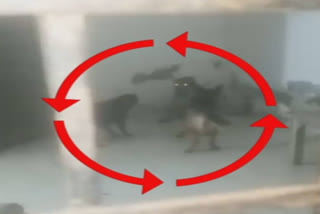 You must have witnessed a leopard hunting a dog, but in the video, the dogs surrounded the leopard that came to hunt the dogs. A leopard ventured out of the forest and entered a dairy farm in the Bahadarabad area of ​​​​Haridwar on Friday.