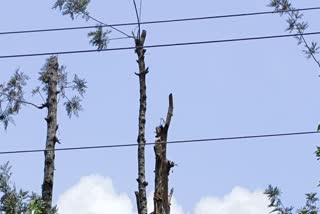 Laborer died in tree after being hit by an electric wire