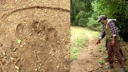 WILD ANIMAL ATTACK  വന്യജീവിയാക്രമണത്തിൽ പശു ചത്തു  COW DIE IN TIGER ATTACK  മൂന്നാറിൽ വന്യജീവിയാക്രമണം