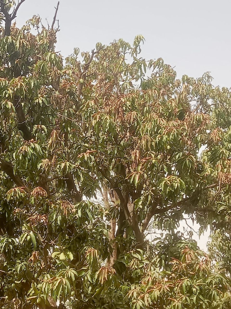 Mango Gardening Affected