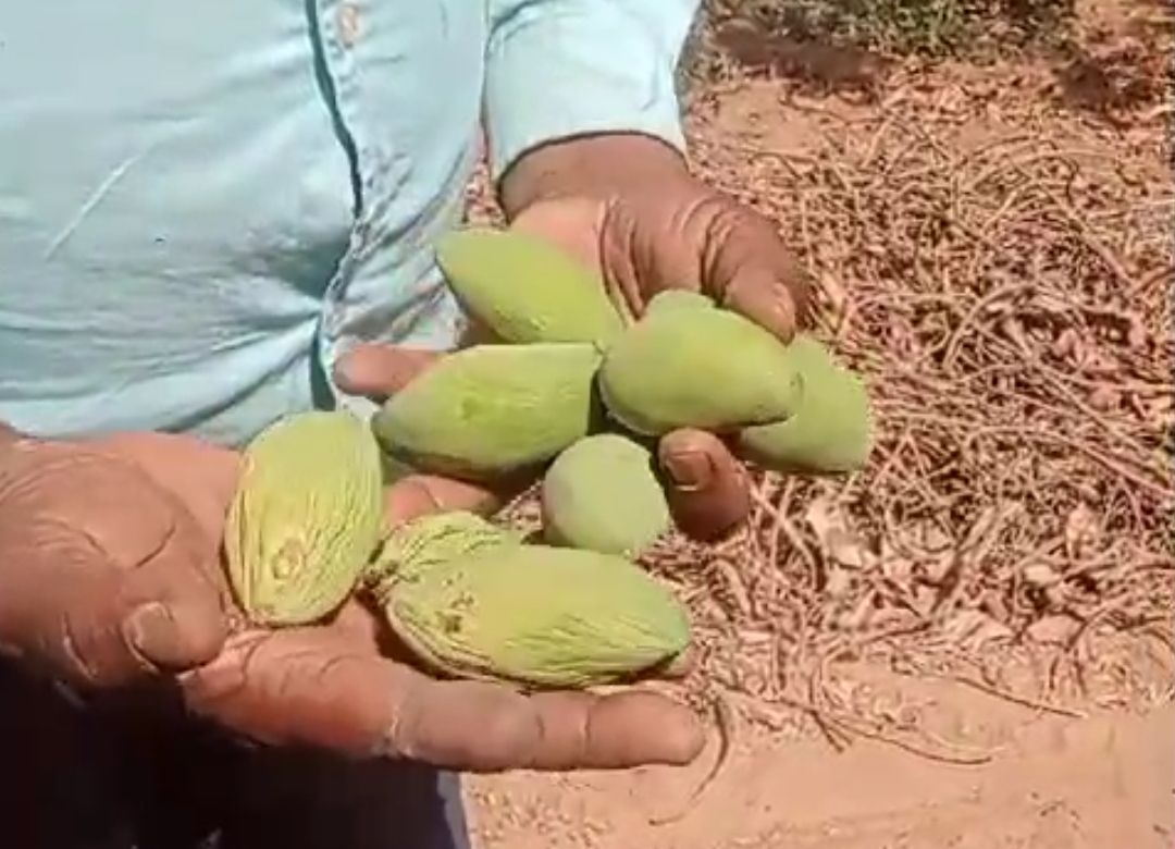 Mango Gardening Affected