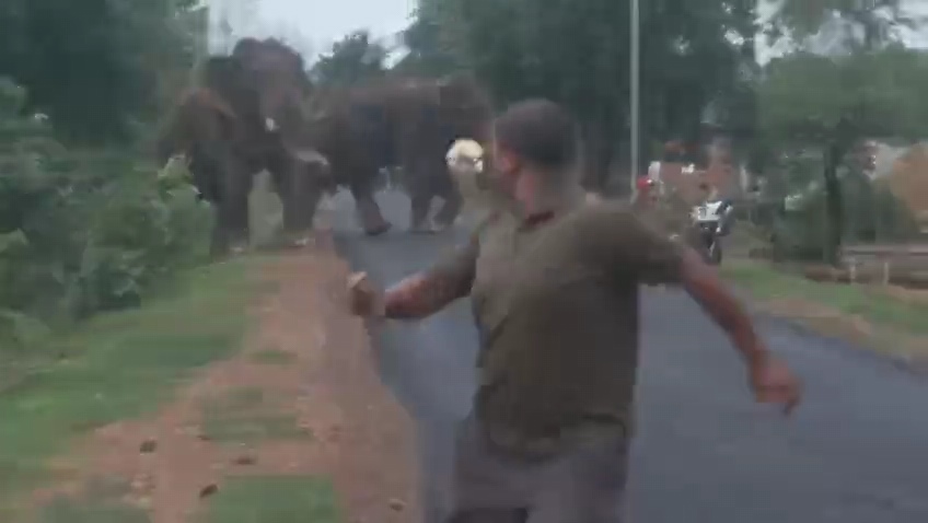 Two Wild Elephants Enter In Tadoba
