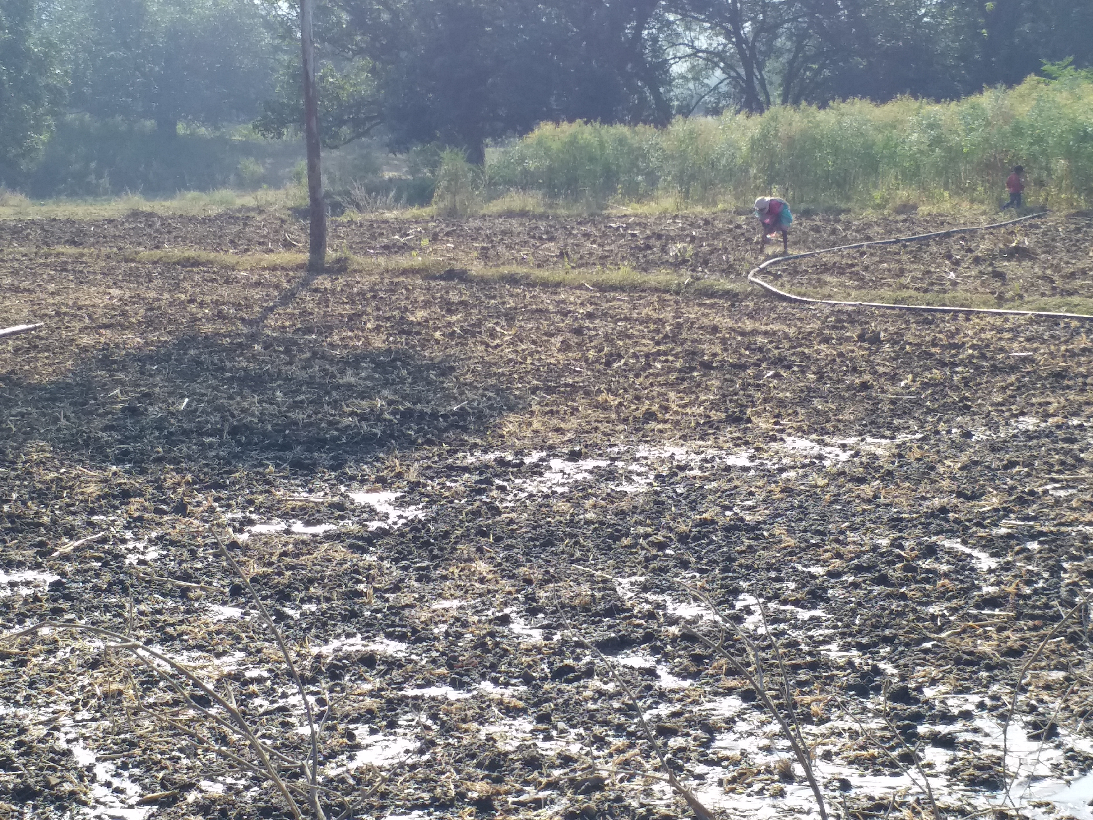 check fake vs real fertilizer