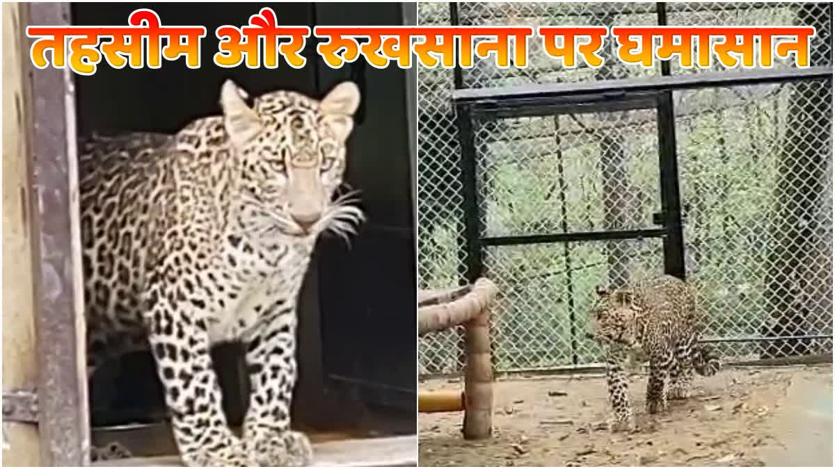 dehradun zoo news