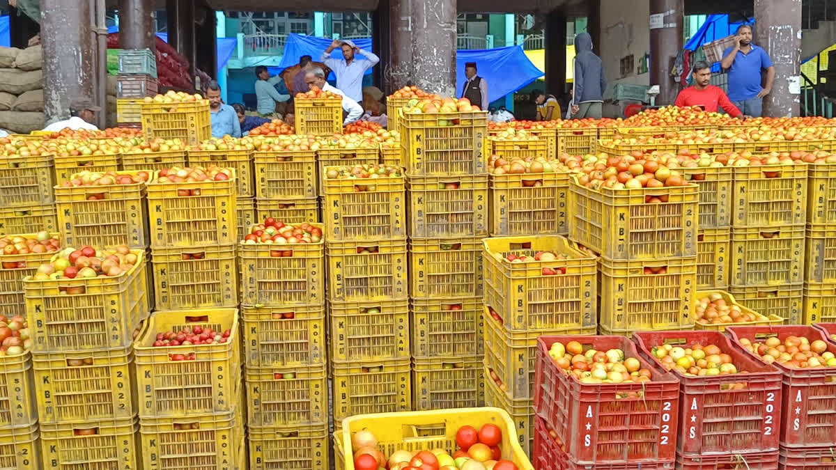 Tomato Prices Hike