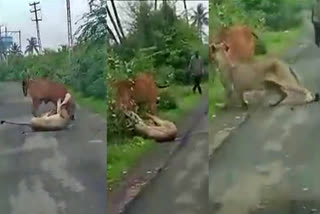 The farmer saved the cow  farmer saved the cow from the mouth of the lion  farmer saved the cow in Gujarat  ಸಿಂಹಣಿ ಬಾಯಿಯಿಂದ ಗೋಮಾತೆ  ಗೋಮಾತೆಯನ್ನು ರಕ್ಷಿಸಿದ ಅನ್ನದಾತ  ಸಾಕುಪ್ರಾಣಿಗಳ ಬಗ್ಗೆ ಮಾಲೀಕರಿಗೆ ಕಾಳಜಿ  ಸಿಂಹ ದಾಳಿಯಿಂದ ರೈತನೊಬ್ಬ ತನ್ನ ಹಸುವನ್ನು ರಕ್ಷಿಸಿದ  ವಿಡಿಯೋ ಸಾಮಾಜಿಕ ಜಾಲತಾಣಗಳಲ್ಲಿ ವೈರಲ್