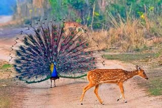 ನವಿಲು ಕುಣಿತ