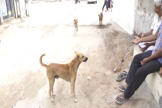 Gujarat crorepati dogs