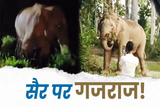 elephants video viral